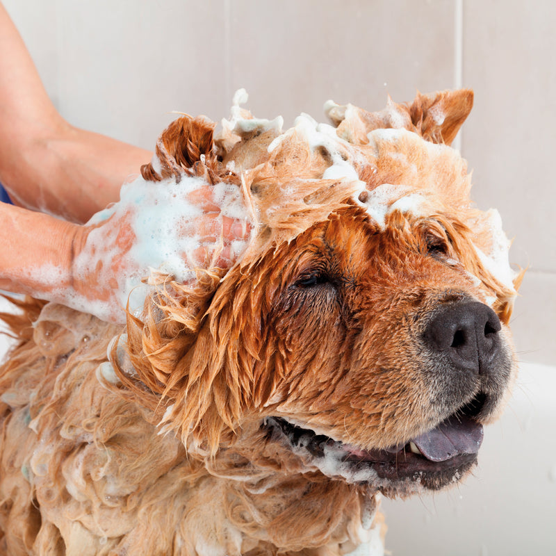 Vlooien shampoo Vlooien hond/kat