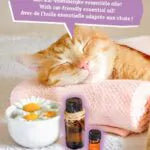 Kattenbakvulling Natural Wellness Summer Bliss